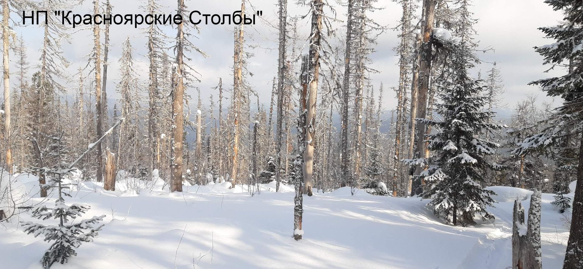Кайдынский хребет - глубокоснежная зона - стации соболя 