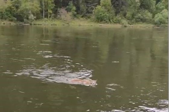 Заплыв рыси через Ману