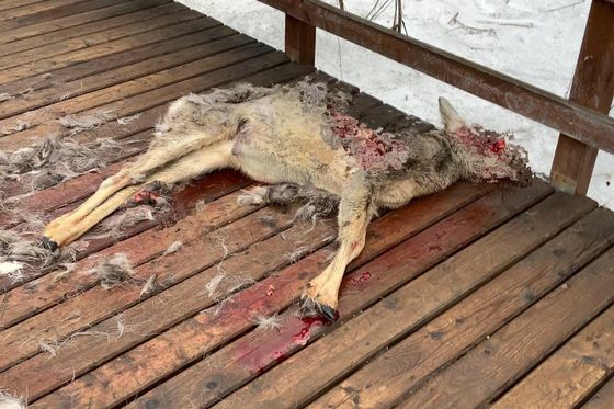 Собаки рвали косулю на глазах у туристов