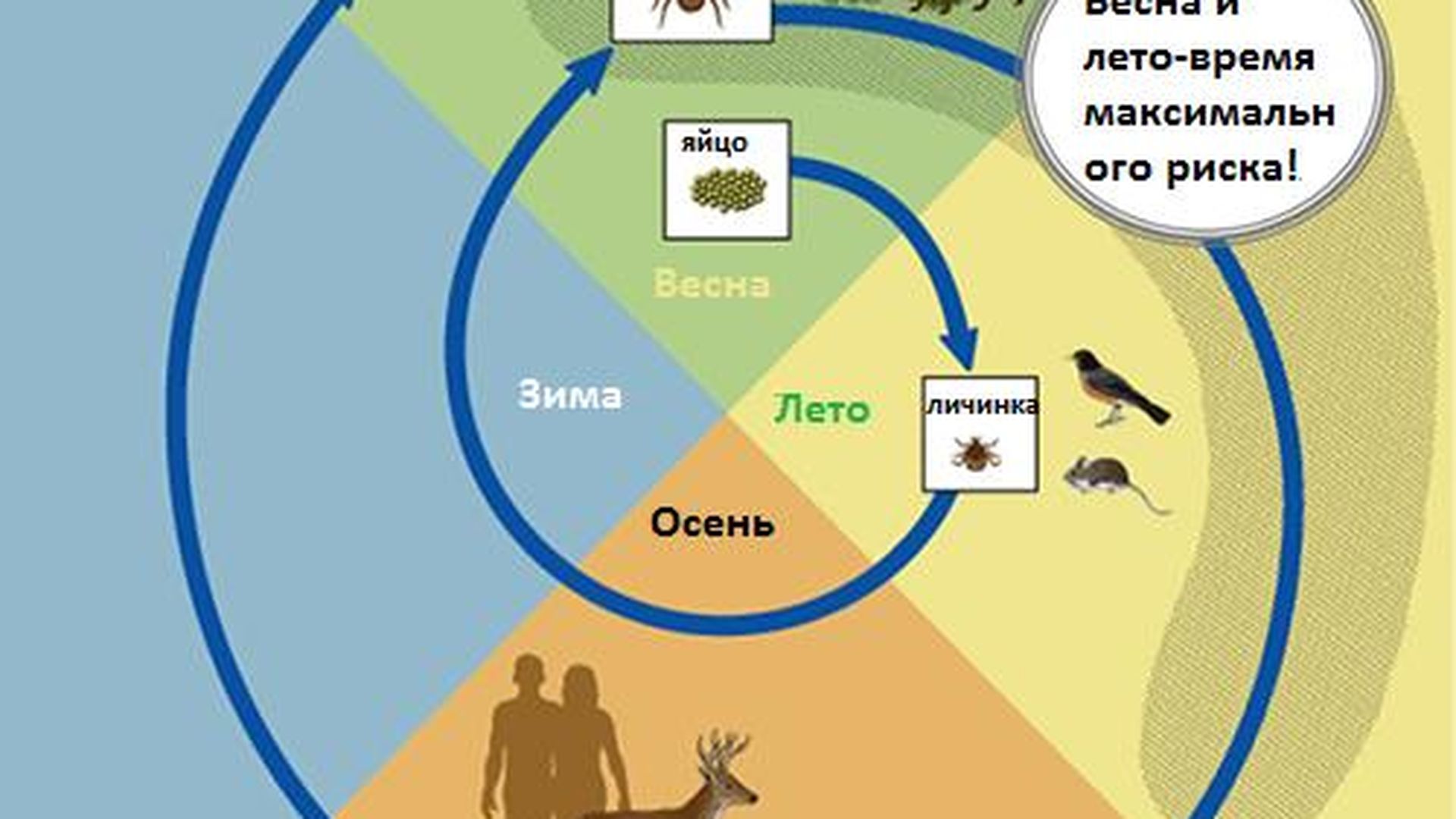 Схема жизненного цикла клеща
