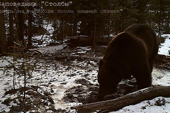 ​В заповеднике «Столбы» проснулись медведи
