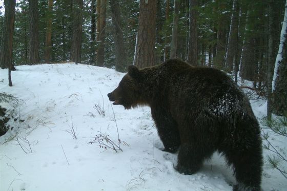 ​Медведи залегли в берлоги