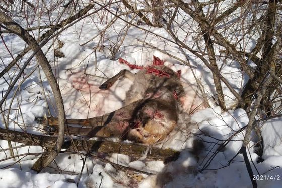 ​Изменить ситуацию с бродячими собаками могут только поправки в закон