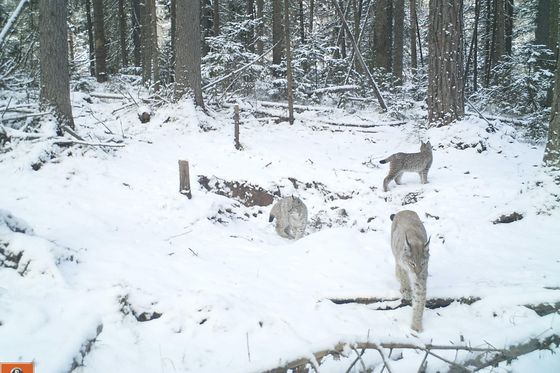 ​Рысь с тремя котятами попала в объектив фотоловушки