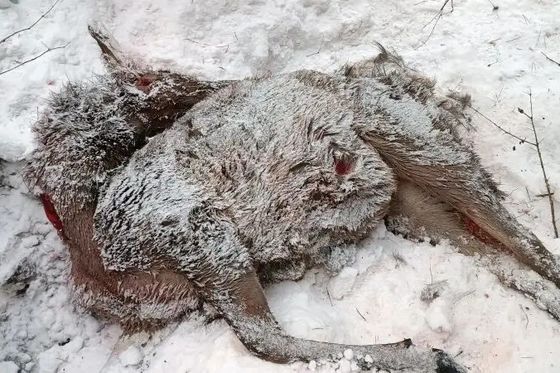 ​24-я жертва бродячих собак