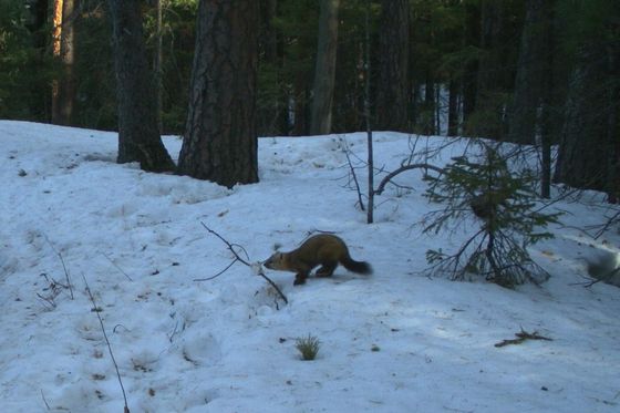 ​Охоту соболя на кабаргу запечатлела фотоловушка в заповеднике «Столбы»