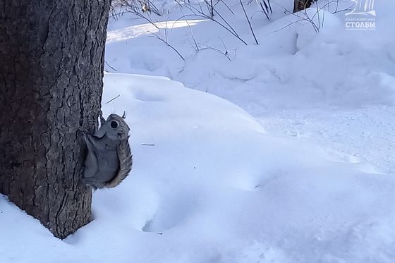 Планирует, а не летает