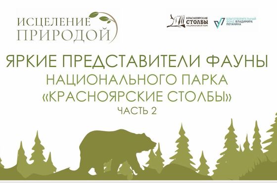 ​Яркие представители фауны «Красноярских Столбов»