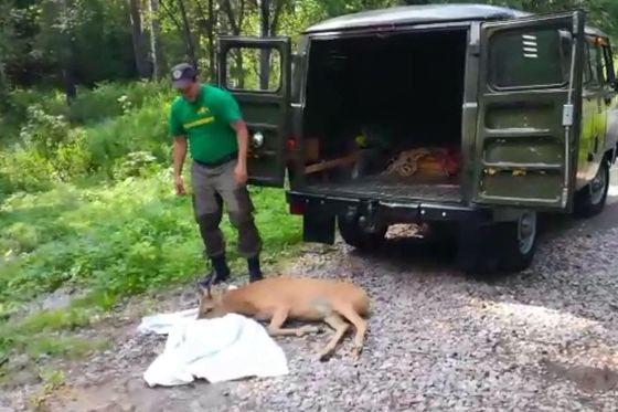 ​На Базаихе спасли косулю