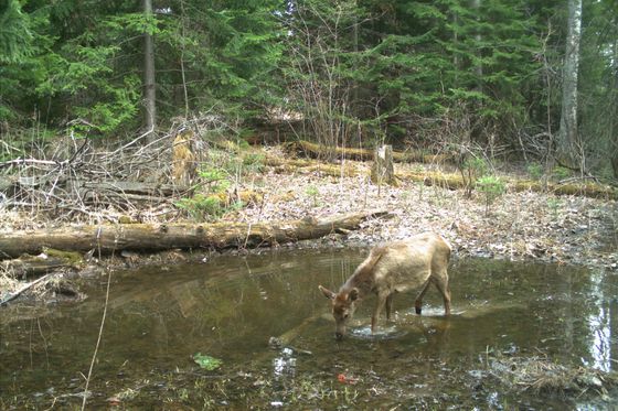 Малые водные объекты в жизни таёжных обитателей