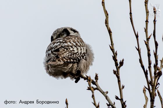 ​Сова – перьевая мягкость и красивые глаза