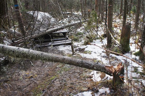 ​Показываем последствия ураганного ветра
