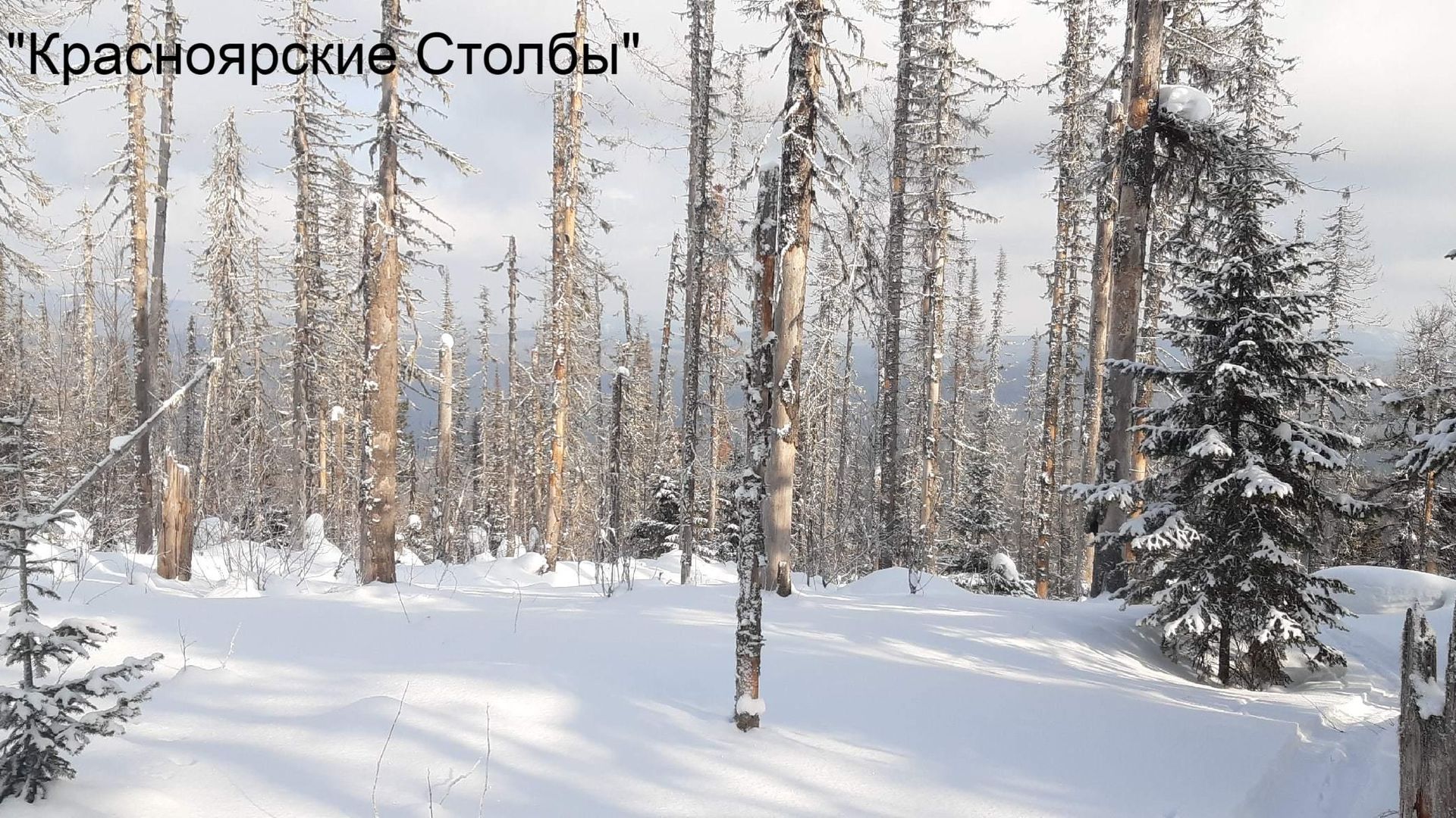 Кайдынский хребет - глубокоснежная зона - стации соболя 