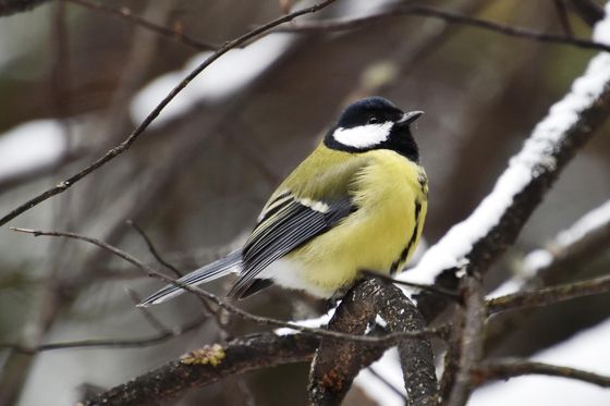 ​Синицы: обыкновенные или нет?
