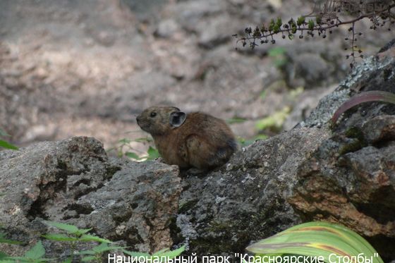 Коротконогие родственники Длинноухих