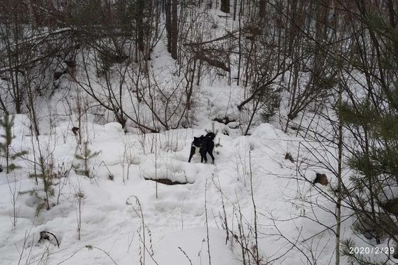 ​Маралуха стала жертвой бродячих псов