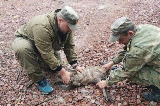 ​Кабаргу вернули в заповедный лес