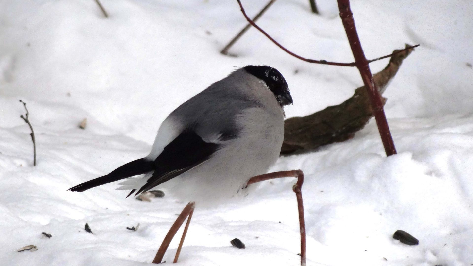 Серый снегирь